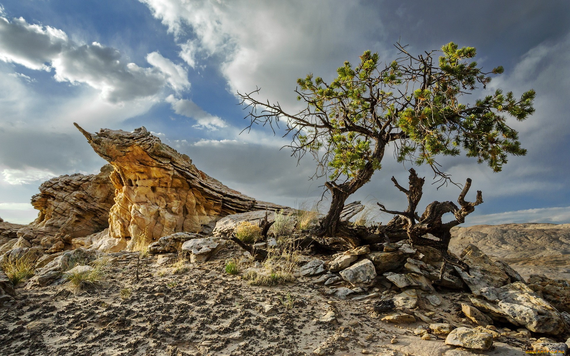 desert, , , , , , 
